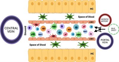 The liver-resident immune cell repertoire - A boon or a bane during machine perfusion?